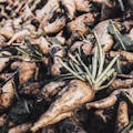 NEOHpedia | Vegetable Fiber NEOHpedia | Vegetable Fiber